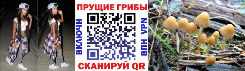 kraken tor  Алексин  Галлюциногенные грибы GOLDEN TEACHER 